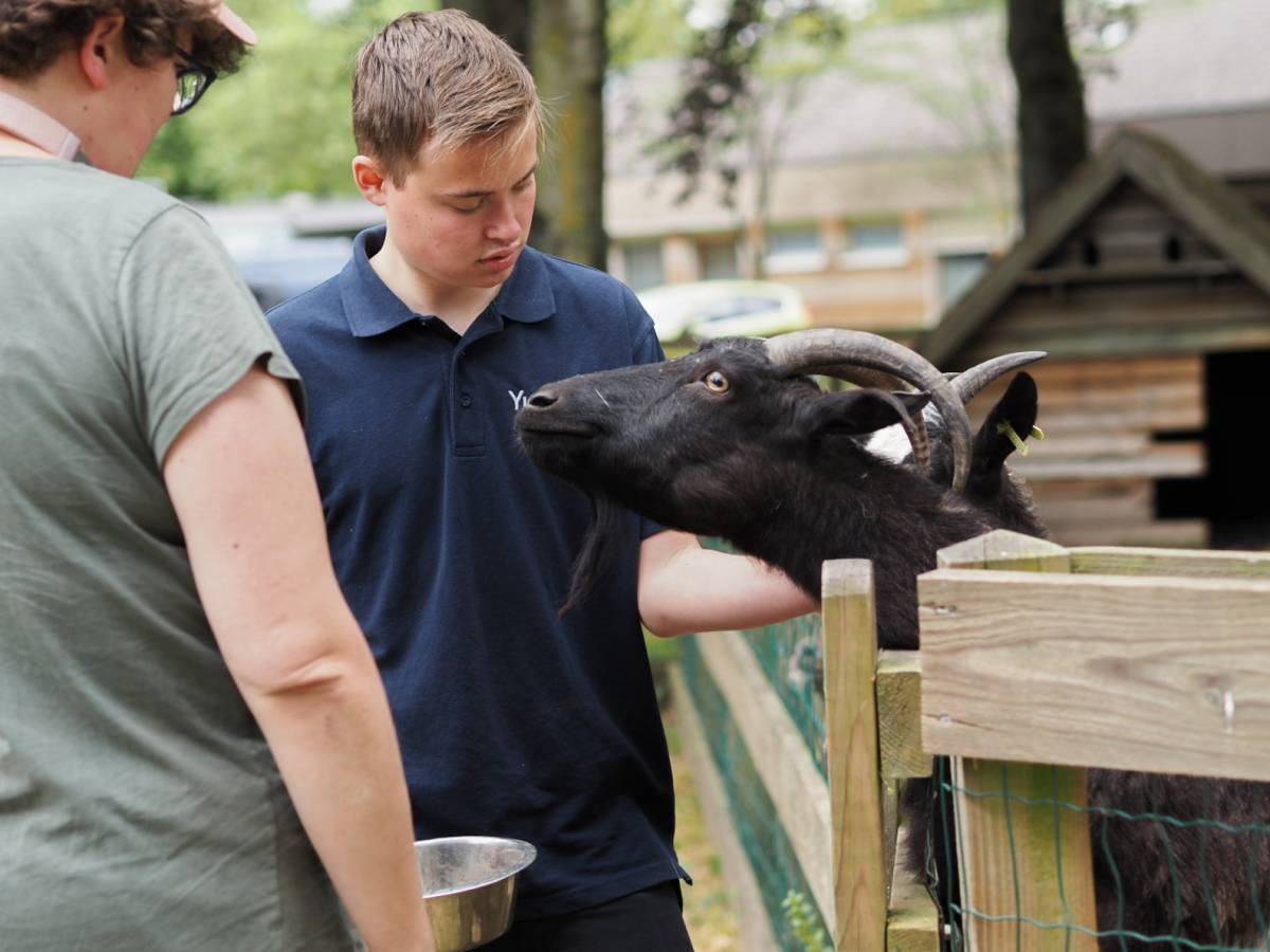 De dieren eten geven