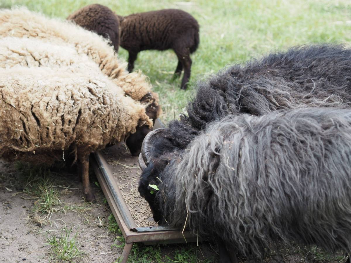 De dieren die eten